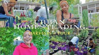 Urban Garden Tour - Week 3 | Harvesting Potatoes + More | GIVEAWAY WINNER ANNOUNCED (Friend Is Here)
