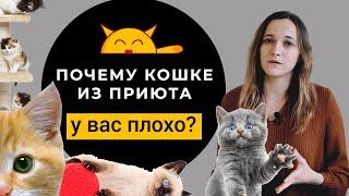 Берём Кошку Из Приюта: КАК ПОДГОТОВИТЬСЯ? Почему кошке у вас плохо?