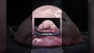 The blob fish