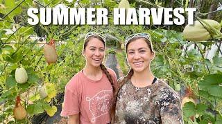 1/5th Acre Summer Homesteading Garden Tour and Harvest