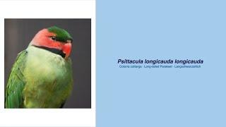 Video Encyclopedia of Parrot Species - #177 Psittacula longicauda