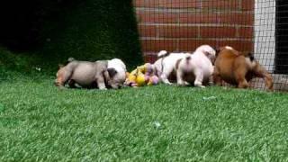 Miniature English bulldog puppies