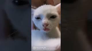 смешнюля #котики #котикивидео #забавныеживотные #смешныеживотные