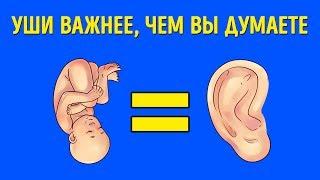 Что Уши Могут Рассказать о Вас