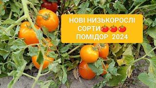 @  Нові низькорослі  сорти  помідорів у сезоні  2024 - опис, оцінка, уподобання...