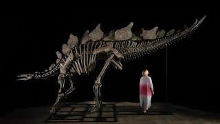 Ken Griffin Buys Dinosaur at Auction for $44.6 Million