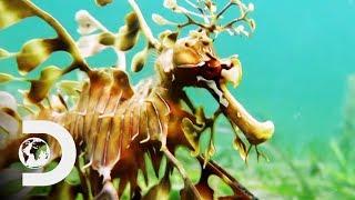 The Leafy Sea Dragon Is A Mythical Looking Creature! | Weird Creatures With Nick Baker