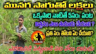 Munaga sagu| మునగ సాగుతో లక్షలు | Drumstik Farming| Drumstick Caltivation | Munaga | ManaKisan Tv