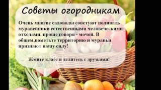 Самые полезные советы для огородников