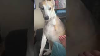 Beautiful and Adorable Dog ️
