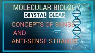 SENSE STRAND//CODING STRAND//NON-CODING STRAND//POSITIVE STRAND