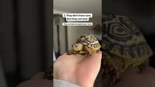 Tortoise fun facts #cuteanimals #tortoise #babyanimals #petshorts   #pets