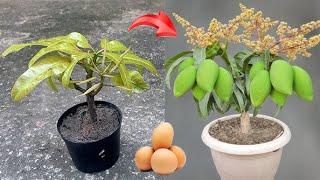 UNIQUE METHOD on mango tree propagation technique in 2 ways, using chicken eggs or bananas