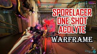 WARFRAME - SPORELACER SMASHING ACOLYTE 2024 | ONE SHOT an ACOLYTE