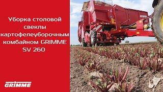 Уборка столовой свеклы картофелеуборочным комбайном GRIMME SV 260