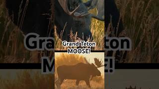 Moose in Grand Teton this fall! #nature #moose #nationalparks #outdoors #fall #autumn #shorts #yt