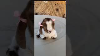 baby goat