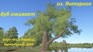 Русская рыбалка 4 / оз. Янтарное / Карп чешуйчатый, зеркальный, усач обыкновенный / Дуб оживает