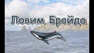 Русская Рыбалка 3.99 (Russian Fishing) Ловим Полосатика Брайда #5