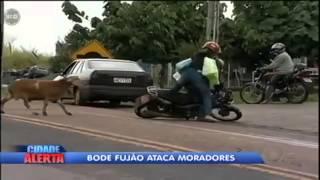 Cidade Alerta - Bode Fujão Ataca Moradores (Londrina-Paraná) - (24/05/2013)