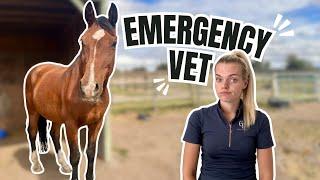 Emergency Vet Call Out!! & Life Updates