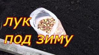 лук под зиму