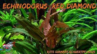 Echinodorus "Red Diamond" | ADVENTdicted! Adventskalender| Türchen 19