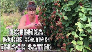 ЕЖЕВИКА БЛЭК САТИН (BLACK SATIN). УХОД ЗА ЕЖЕВИКОЙ. ПОДГОТОВКА К ЗИМЕ. ХАРАКТЕРИСТИКА СОРТА.