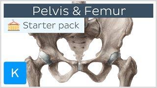 Pelvis (Hip bone) and Femur - Human Anatomy | Kenhub