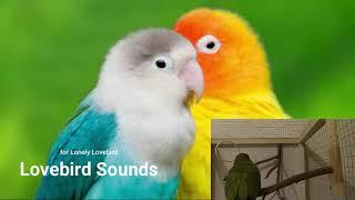 3h of Lovebird Sounds for Lonely Lovebirds