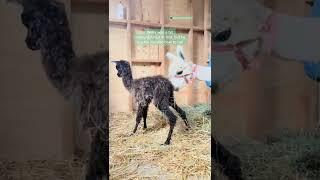 Zoomies! #alpaca #alpacas #animalsoftiktok @HappyCompromiseFarm