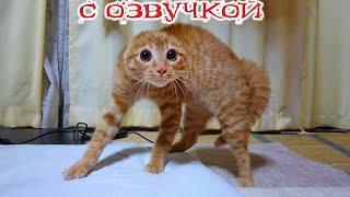 Funny Animal Videos 2024 - Funniest Dogs and Cats Videos #281