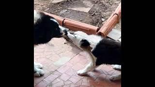 Cachorro brincando - #Yakutian Laika. #shorts @franciscoperuzzo