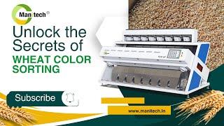 Amazing Wheat Sorting Technology! Transforming Grains with Manitech Sorter #wheatcolorsortermachine