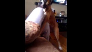 Funniest dog humping girl video