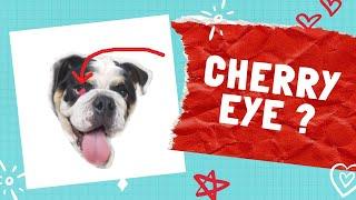 Cherry Eye Removal and Procedure - English Bulldog