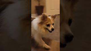 Long-haired Chihuahua Finley up the stairs with scooby & under bed