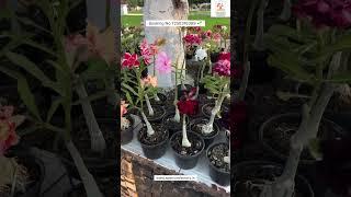 Rare Imported Adenium Plant Online Sale  #adenium #plants #flowers #garden