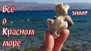 39Всё о Красном море! Эйлат. Обзор пляжей летом и зимой! Израиль! Eilat. Israel.