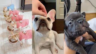 French Bulldog Puppies Compilation because they are so cute!