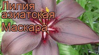 Лилия азиатская Маскара (lilium asiatic mascara)  обзор: как сажать, луковицы лилии Маскара