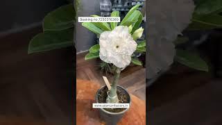 Imported White Colour Adenium Plant Online Shopping 🪴 #adenium #plants #gardening