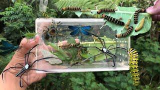 hunting insect in the wild‼️catch golden orb spider, dragonfly, poisonous caterpillar, weaver spider