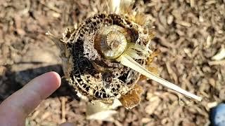 Bananas Frost Damage in different Locations in Germany (Musa basjoo)