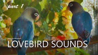 Two Lovebirds: Blue Personata (Black Masked Lovebird) | Part 1