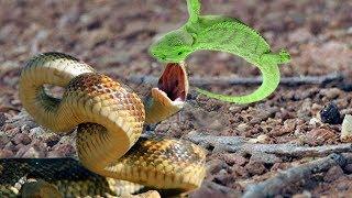 Meadow Snake catches Tokay gecko _ Meadow Snake hunting Tokay Gecko | IVM Reptile Story