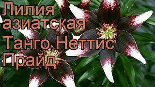 Лилия азиатская (lilium asiatic netty's pride)  азиатская лилия обзор: как сажать, луковицы лилии