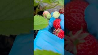 #grow a low caloric and high nutritional value #fruit in your #garden