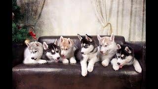 Хасята онлайн. Яника и разноцветное счастье.Husky Puppies LiveCam. Yanika and Colors of Happiness