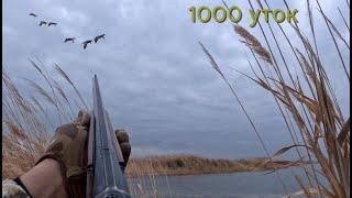 ОХОТА НА УТОК 2024. УРДАК ОВИ, DUCK HUNTING. O`rdak ovi 2024 Sep-December.